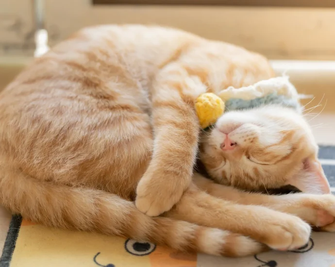 why-cats-prefer-sleeping-on-their-left-side—and-how-it-might-help-them-survive