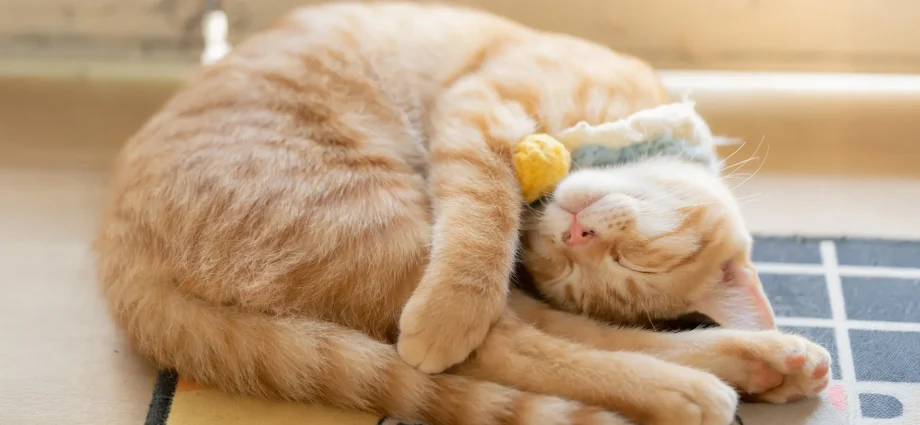 why-cats-prefer-sleeping-on-their-left-side—and-how-it-might-help-them-survive