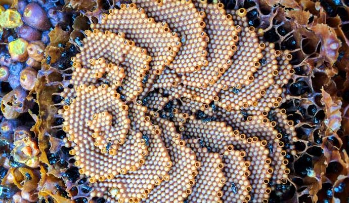 Honey from Australian Stingless Bees Has Unique Antimicrobial Properties, Study Shows