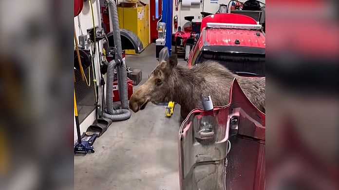 watch:-moose-inspects-alaska-fire-department