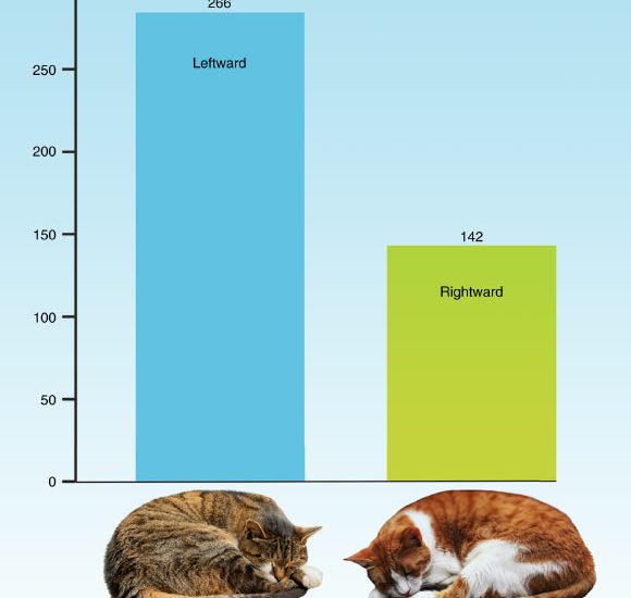 Two-Thirds of Domestic Cats Prefer to Sleep on Their Left Side, Study Shows