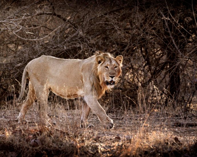 india’s-lion-numbers-soar:-why-are-some-conservationists-worried?