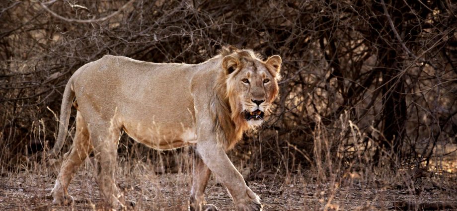 india’s-lion-numbers-soar:-why-are-some-conservationists-worried?