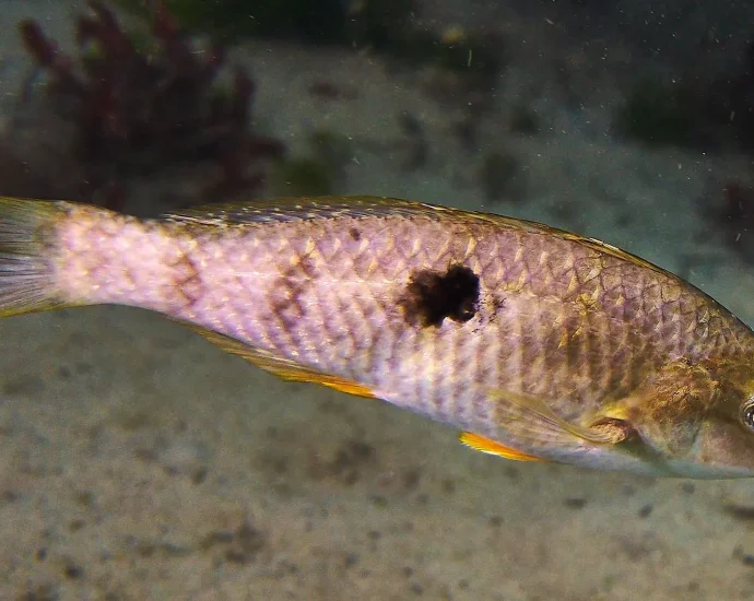sex-swap-in-seconds:-the-fish-that-takes-charge-and-changes-gender