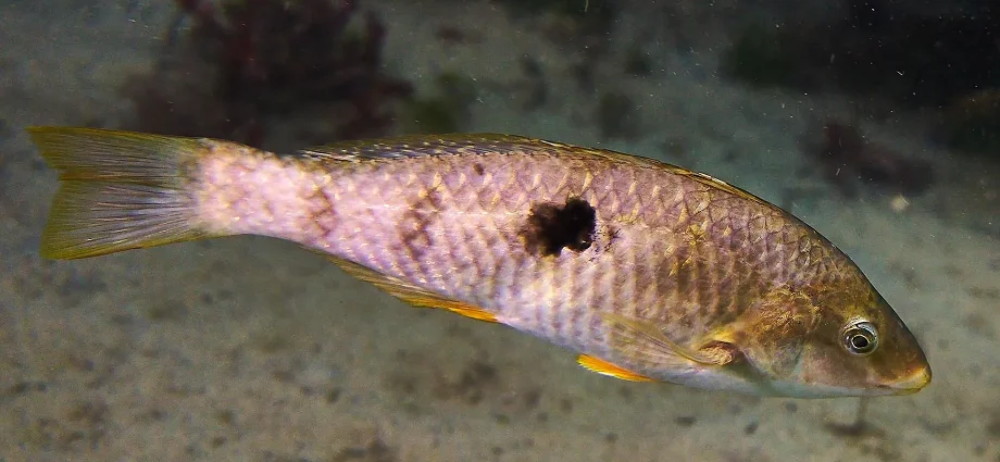 sex-swap-in-seconds:-the-fish-that-takes-charge-and-changes-gender