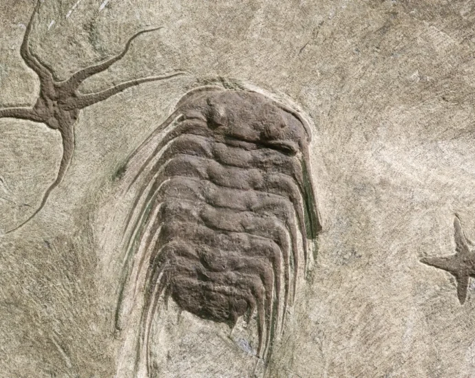 these-545-million-year-old-fossil-trails-just-rewrote-the-story-of-evolution