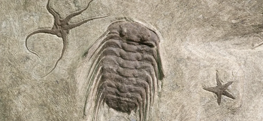 these-545-million-year-old-fossil-trails-just-rewrote-the-story-of-evolution