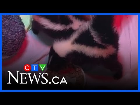what-to-do-if-you-find-a-baby-skunk