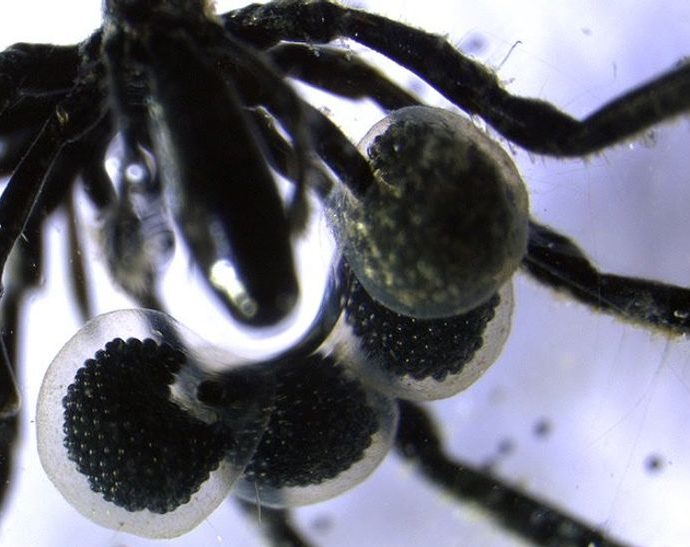 ‘methane-powered-sea-spiders’-live-on-ocean-floor-in-never-before-seen-discovery