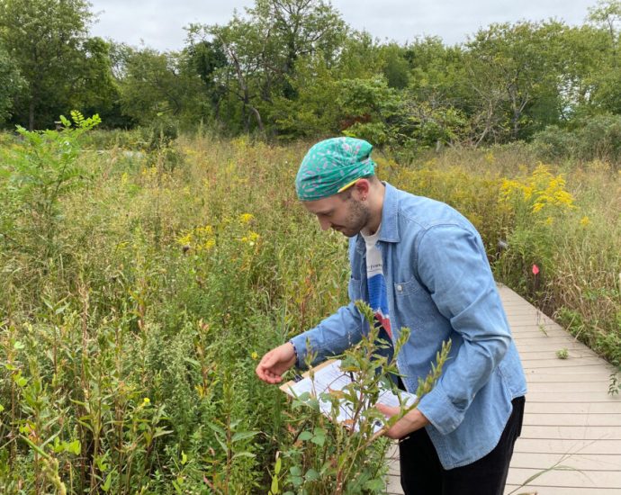helping-bees-find-new-homes-across-new-york-city,-from-fresh-kills-to-street-planters