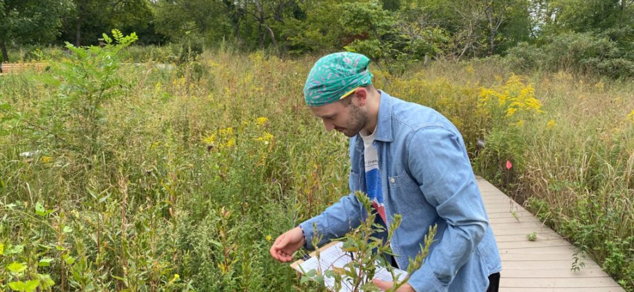helping-bees-find-new-homes-across-new-york-city,-from-fresh-kills-to-street-planters