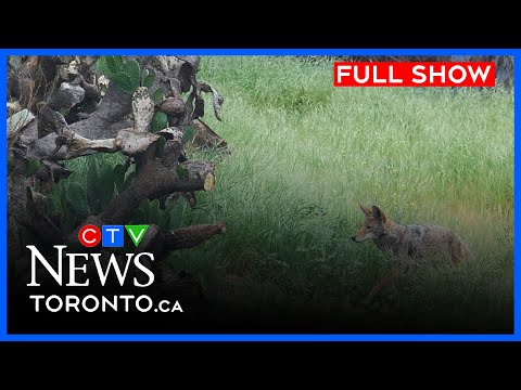 king-city,-ont.-issues-warning-after-coyote-attacks-boy-|-ctv-news-toronto-at-noon-for-june-30,-2025
