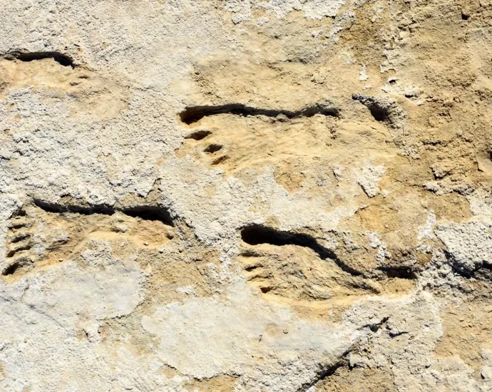 buried-for-23,000-years:-these-footprints-are-rewriting-american-history