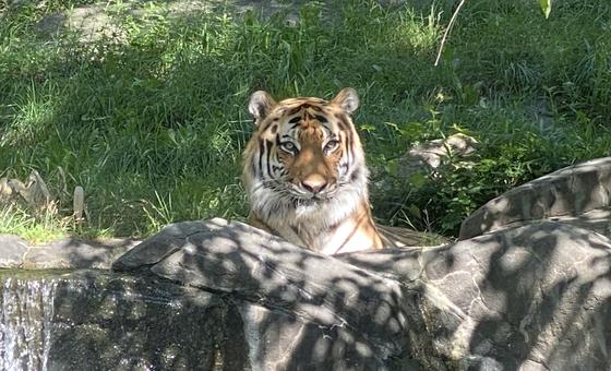 50-years-of-cites:-protecting-wildlife-from-trade-driven-extinction