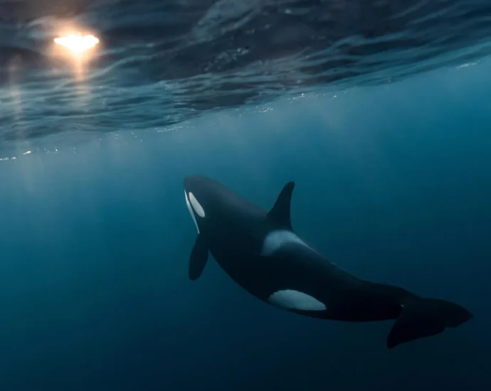 why-do-killer-whales-keep-handing-us-fish?-scientists-unpack-the-mystery