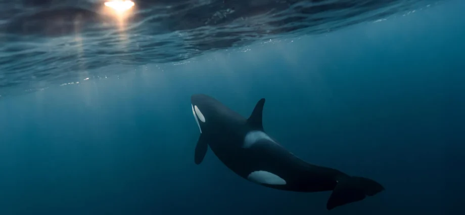 why-do-killer-whales-keep-handing-us-fish?-scientists-unpack-the-mystery