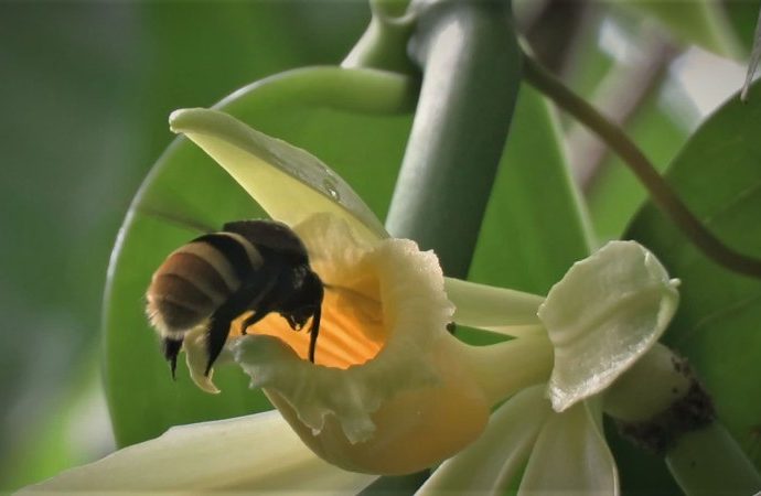 climate-change-could-separate-vanilla-plants-and-their-pollinators