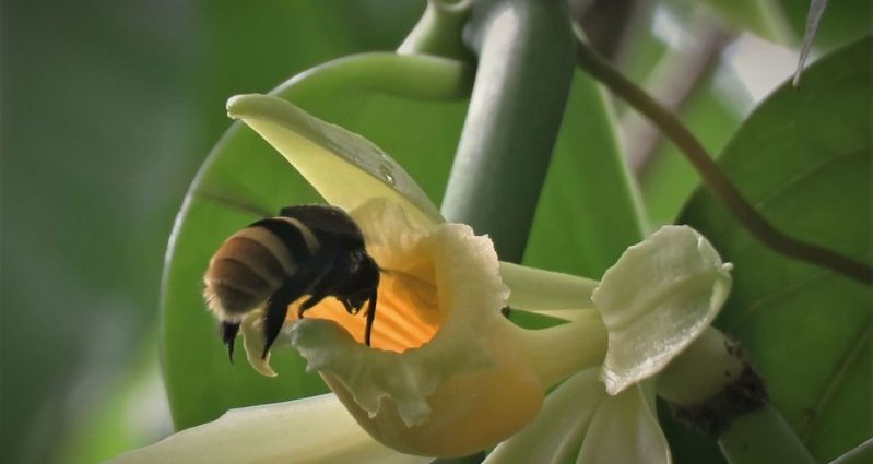 climate-change-could-separate-vanilla-plants-and-their-pollinators