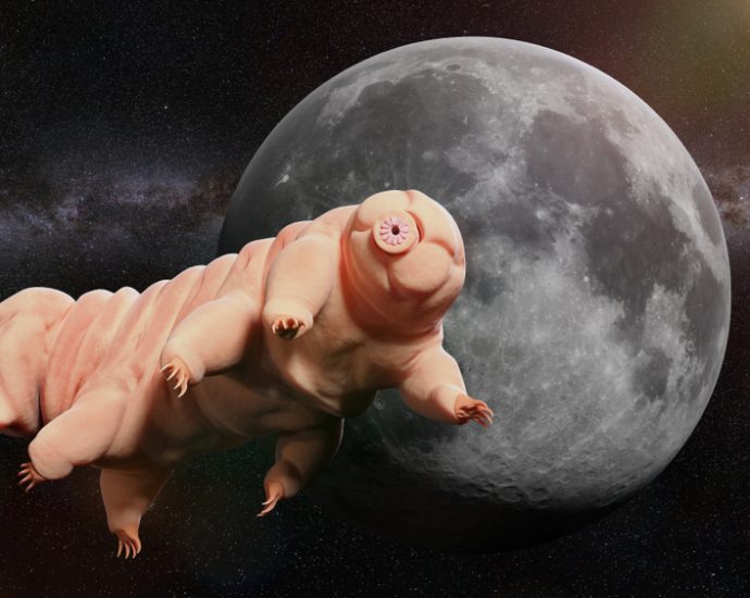Tardigrades May Still Be Living on the Moon After Lunar Lander Crash