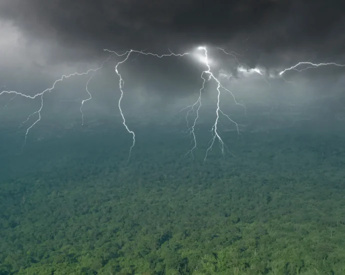 rainforest-deaths-are-surging-and-scientists-just-found-the-shocking-cause