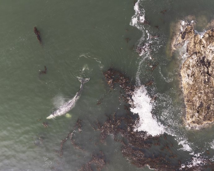 in-sitka,-lingit-fishers-share-herring-harvests-with-a-surprise-influx-of-grey-whales