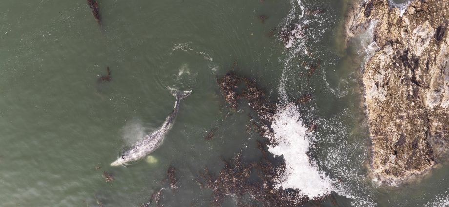 in-sitka,-lingit-fishers-share-herring-harvests-with-a-surprise-influx-of-grey-whales