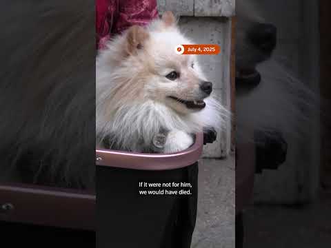 dog-saved-owners-from-russia-attack