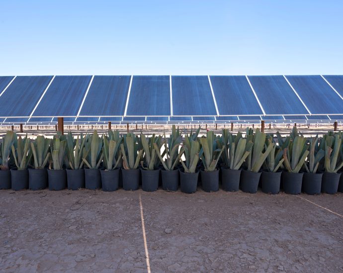 why-isn’t-agrivoltaics-taking-off-in-arizona?