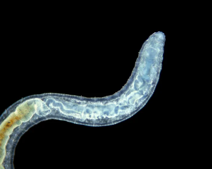 scientists-starved-worms-—-then-discovered-the-switch-that-controls-aging