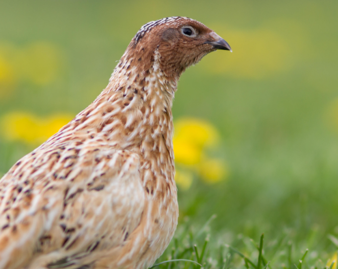 Japanese quail: The bird with weird sperm foam, a post-sex strut and a spot in space history
