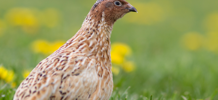 Japanese quail: The bird with weird sperm foam, a post-sex strut and a spot in space history