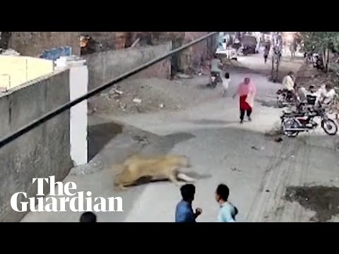 escaped-pet-lion-attacks-woman-in-lahore