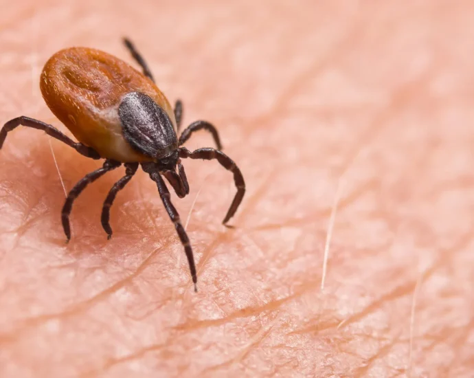 a-cholesterol-secret-inside-ticks-may-halt-lyme-disease-spread