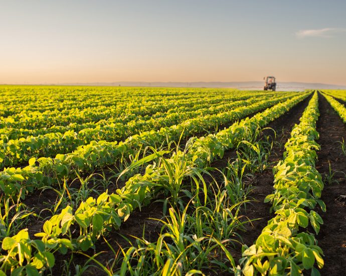 study-shows-how-a-common-fertilizer-ingredient-benefits-plants