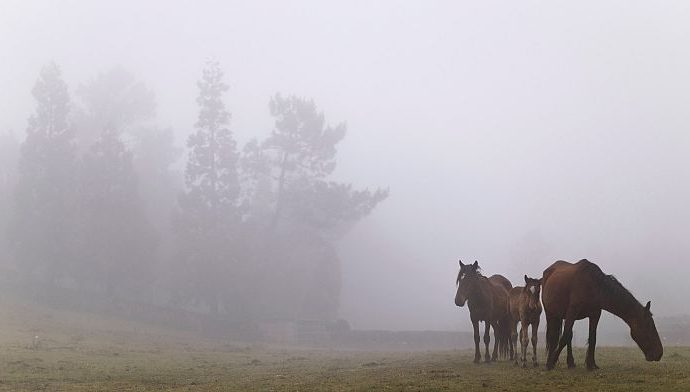 watch:-locals-wrestle-wild-horses-in-spain’s-rapa-das-bestas-festival