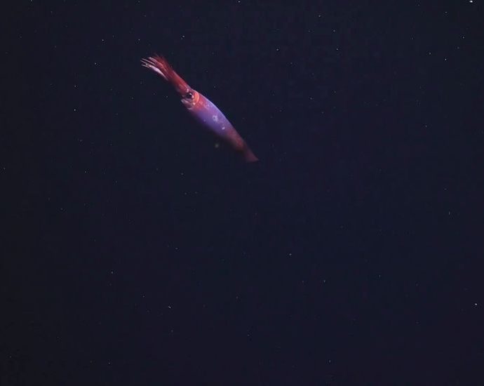 phenomenal-‘lobster-like-creatures’-discovered-more-than-1,500-feet-into-antarctic-ice
