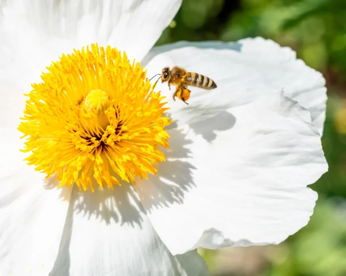 scientists’-top-10-bee-magnet-blooms—turn-any-lawn-into-a-pollinator-paradise