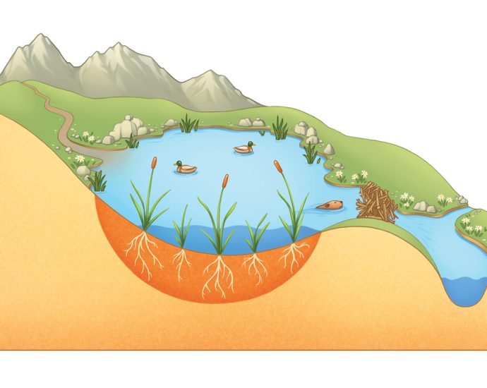 western-states-step-up-to-save-their-wetlands