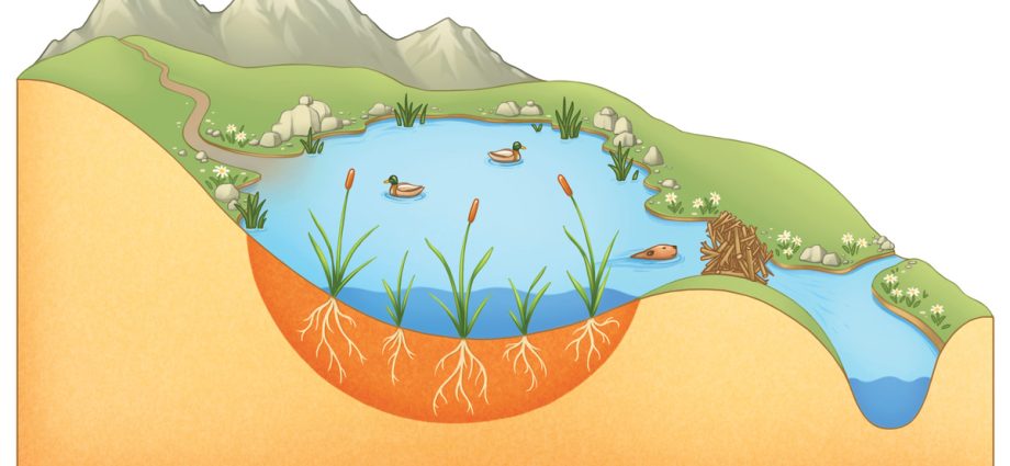 western-states-step-up-to-save-their-wetlands