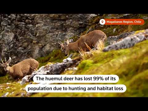 rare-endangered-deer-spotted-in-southern-patagonia-|-reuters