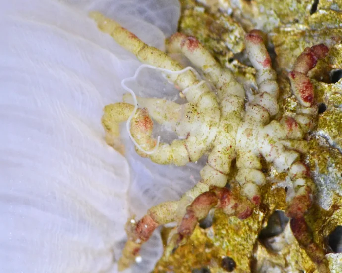 how-a-lost-gene-gave-the-sea-spider-its-bizarre,-leggy-body