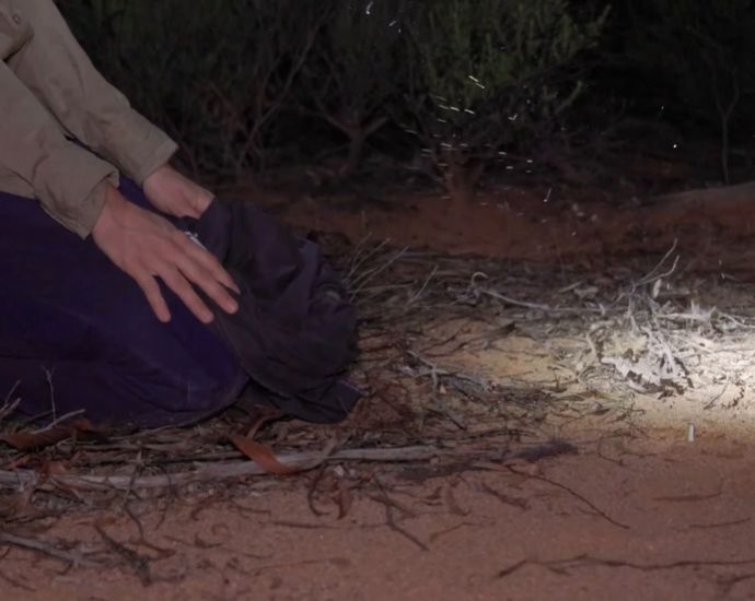 sweet-moment-endangered-woylies-released-in-groundbreaking-wildlife-restoration-project