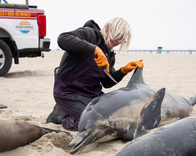 meet-la’s-detective-for-dead-marine-mammals