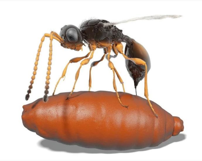 scientists-discover-creature-‘beyond-imagination’-encased-in-99-million-year-old-amber