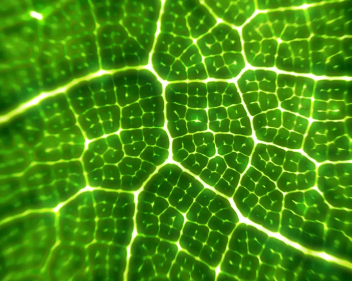 mit-scientists-just-supercharged-the-enzyme-that-powers-all-plant-life