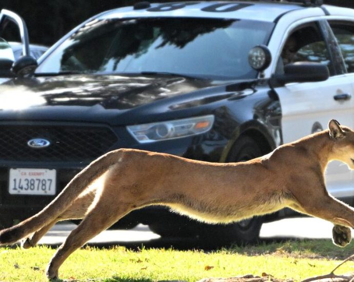 how-changes-in-california-culture-have-influenced-the-evolution-of-wild-animals-in-los-angeles