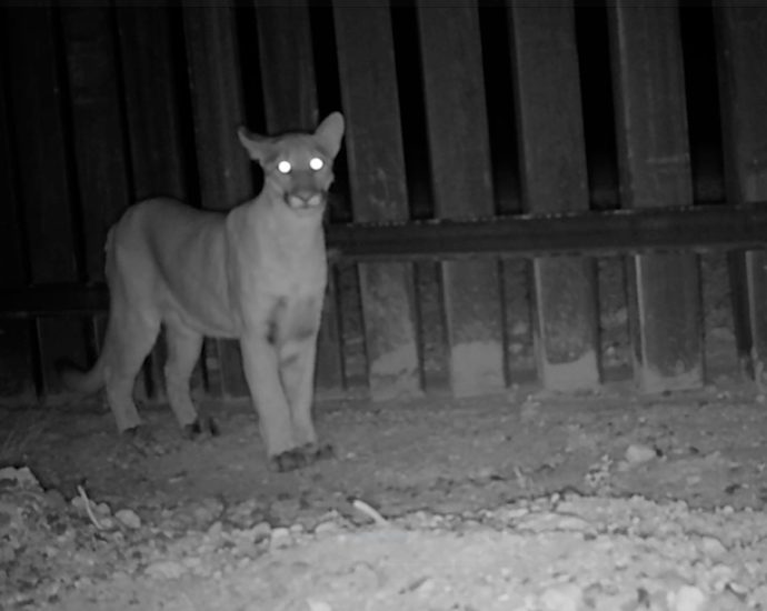 see-what-trail-cams-captured-about-borderlands-wildlife