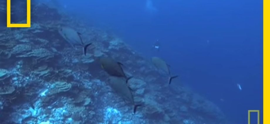 incredible-footage-of-‘hollow-island’-in-middle-of-ocean-shared-by-divers