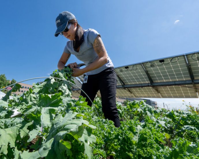 in-the-sweltering-southwest,-planting-solar-panels-in-farmland-can-help-both-photovoltaics-and-crops