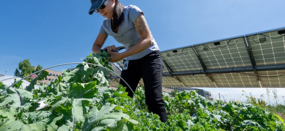 in-the-sweltering-southwest,-planting-solar-panels-in-farmland-can-help-both-photovoltaics-and-crops